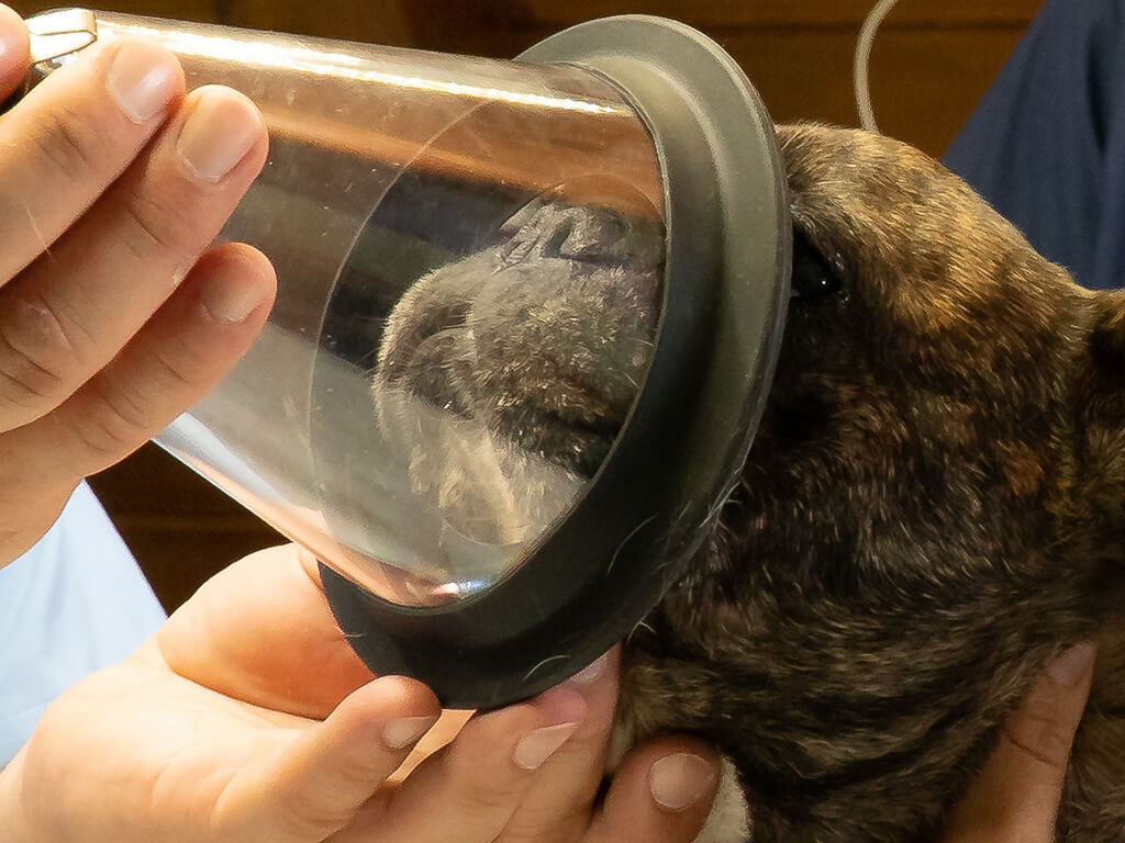 Anestesia inalatória SOS Clínica Veterinária