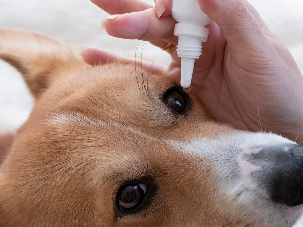 Farmácia SOS Clínica Veterinária